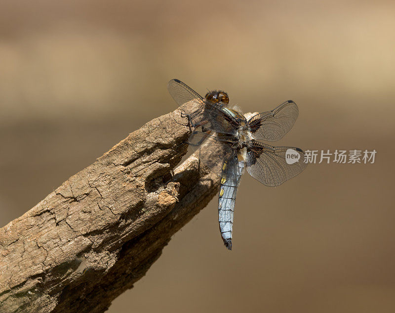 宽体追击蜻蜓(Libellula depressa)